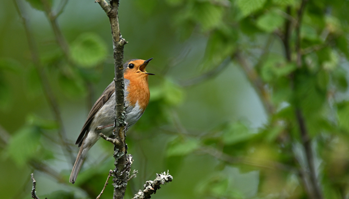 Rougegorge familier © Pierre Cabard