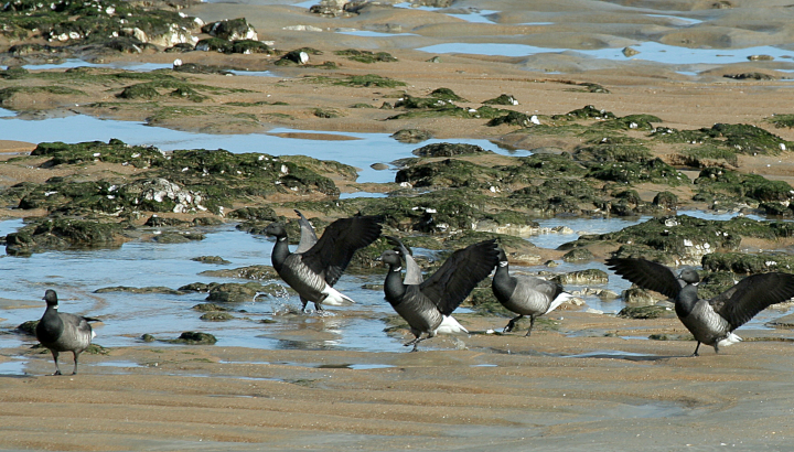 Bernaches cravants dans le sable mouillé