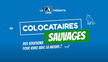 visuel de la vidéo "Colocataires sauvages"