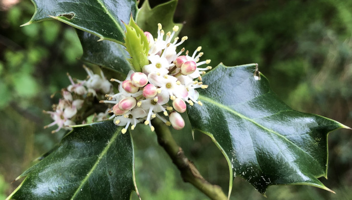Houx commun (Ilex aquifolium) © Nicolas Macaire / LPO