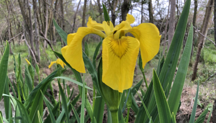 Iris des marais (Iris pseudacorus) © Nicolas Macaire / LPO