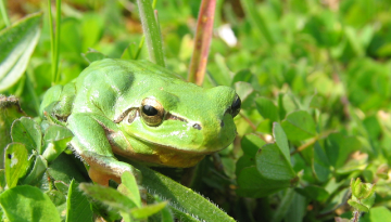 Fréquence grenouille à la réserve naturelle de Moëze-Oléron