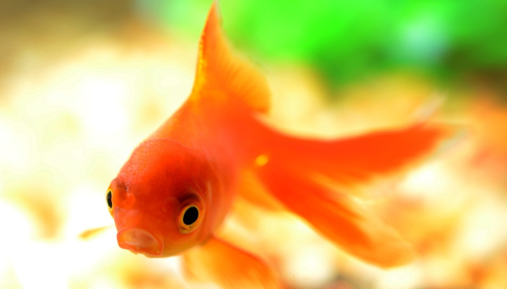poisson rouge