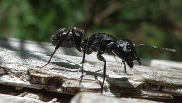 Fourmi noire des jardins