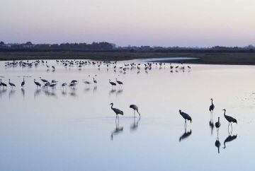 Un spectacle magique, jusqu’à 1 000 Grues animent le site de leurs cris et de leurs danses.