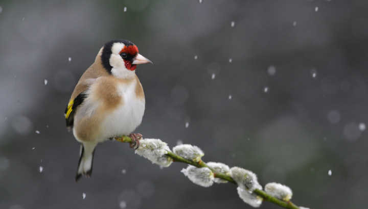 Chardonneret élégant posé, sous la neige