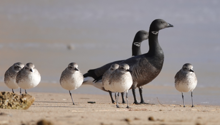 Les oiseaux de la réserve naturelle de Moëze-Oléron-RNNMO-LPO©L-Malthieux