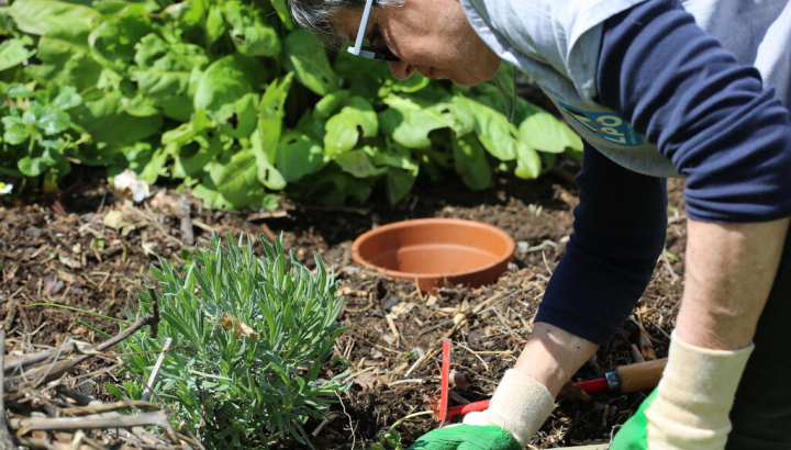 Plantation carre potager, Nicolas Macaire