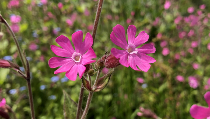 Compagnon rouge (Silene dioica) © Nicolas Macaire / LPO