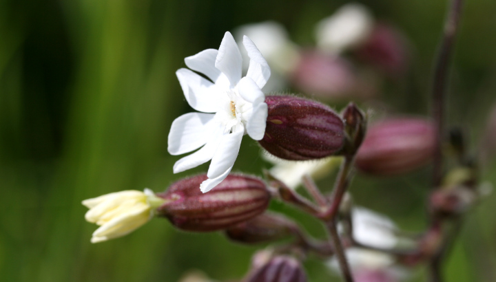 Compagnon blanc (Silene latifolia) © Nicolas Macaire / LPO