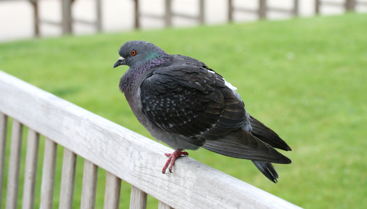 Pigeon de ville (Columba livia domestica) © Nicolas Macaire / LPO