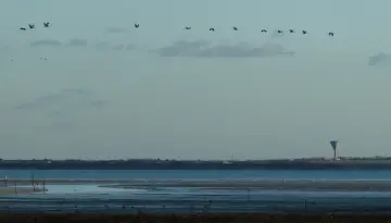 Vol de grues devant l'observatoire