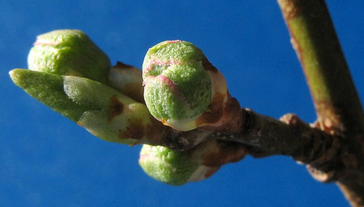 Bourgeons de prunier