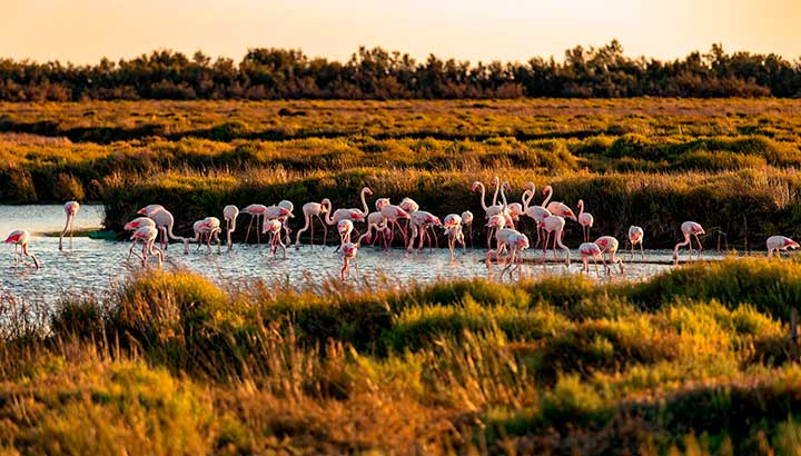 Camargue