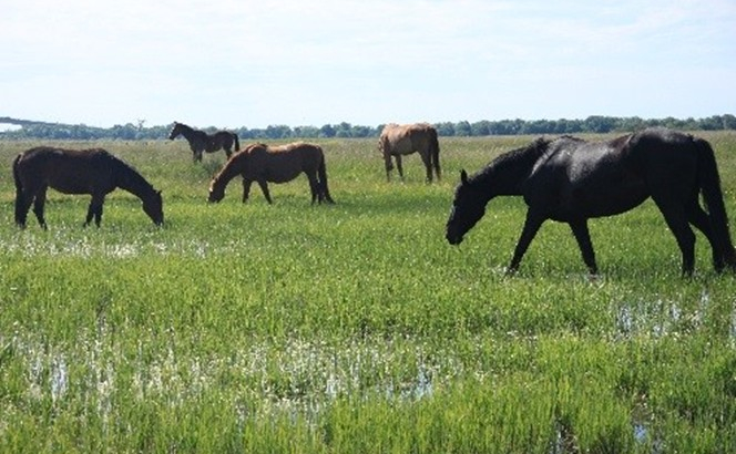 Vaches Blonde d'Aquitaine