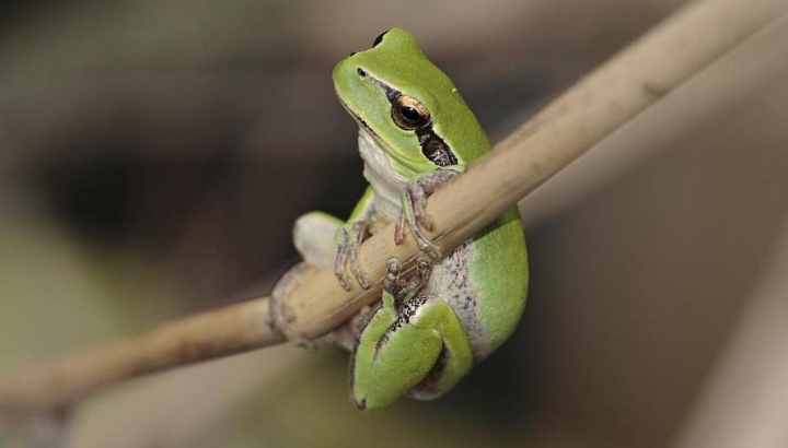 Rainette méridionale © P. Peralta