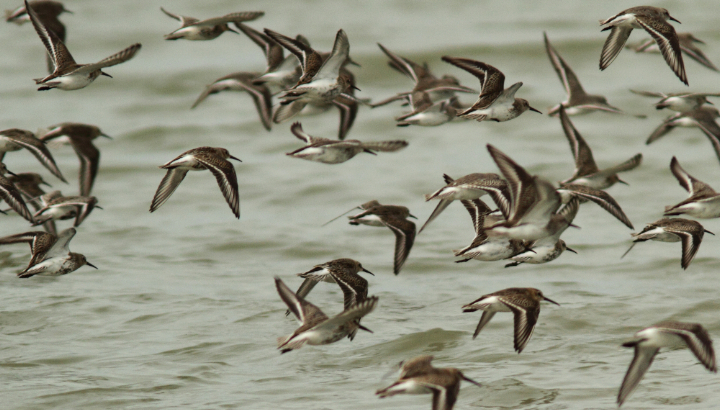 Bécasseau variable en vol à la réserve naturelle de Moëze-Oléron