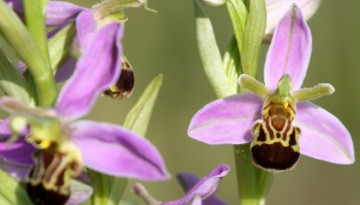 Ophrys abeille (Ophrys apifera)