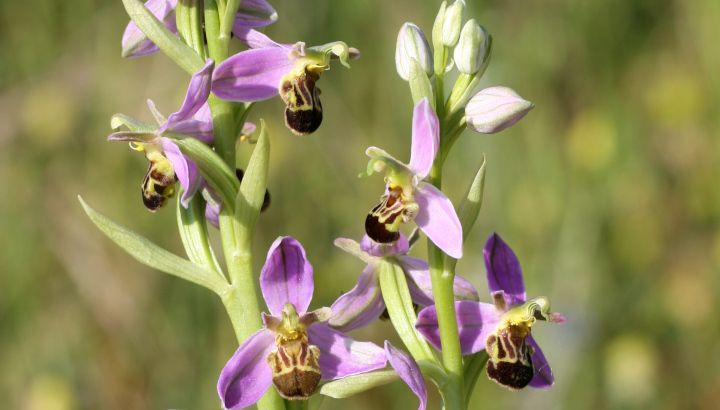 Ophrys abeille (Ophrys apifera) © Nicolas Macaire / LPO