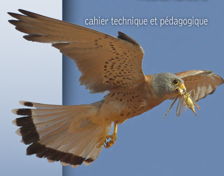 Cahier technique : Le Faucon crécerellette et autres faucons méditerranéens