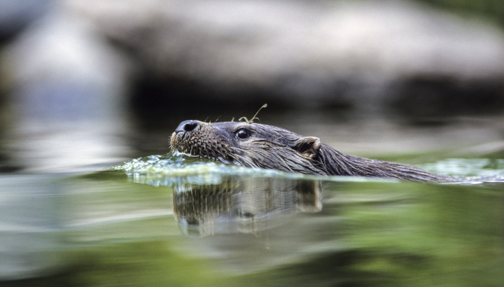 Loutre nageant dans une rivière la tête hors de l'eau