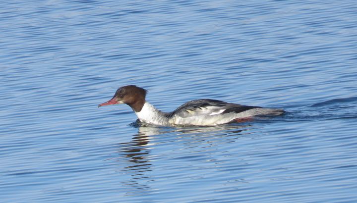 Harle bièvre © Julien Présent