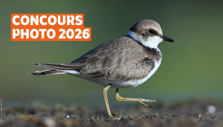 Petit gravelot © Aurélien AUDEVARD