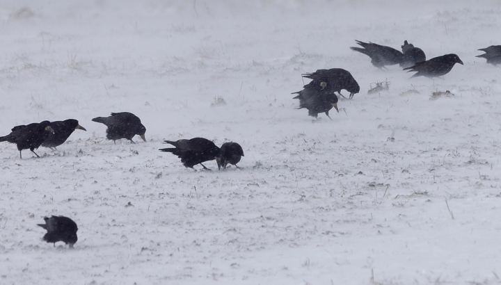 Corbeaux freux dans la neige