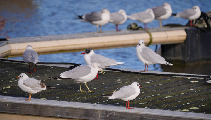 Goéland, Mouette