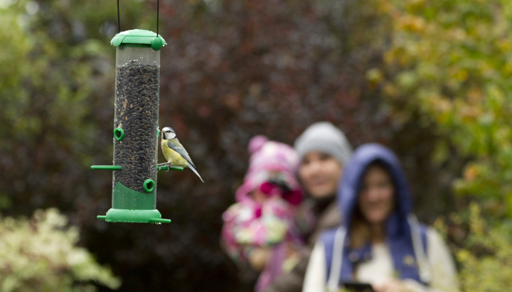 Mésange bleue perchée sur une mangeoire en train de picorer une graine et une famille en train de l'observer