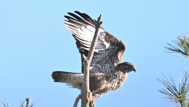 Buse variable Photo Jean-Louis JALLA