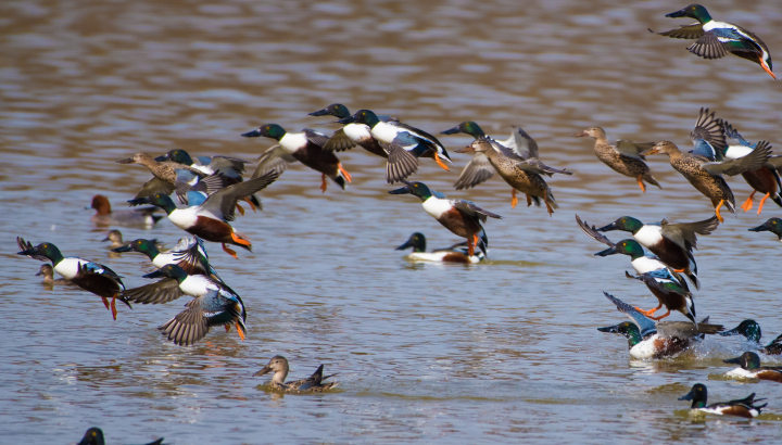 Canards souchet_Michel Fernandez
