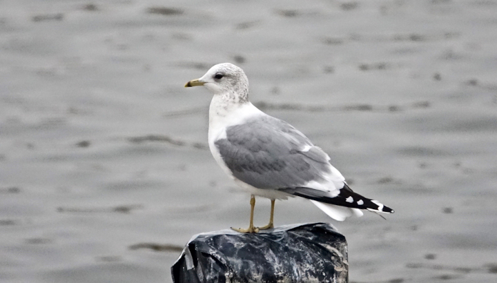 Goéland cendré (Larus canus) © Gérard Rolin / LPO Champagne Ardenne