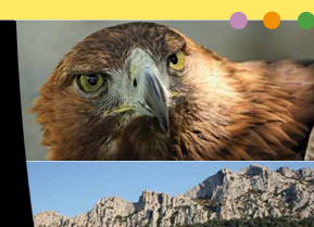 Guide : Oiseaux des Corbières