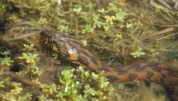 Couleuvre vipérine (Natrix maura) © Nicolas Macaire / LPO