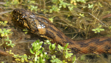 Couleuvre vipérine