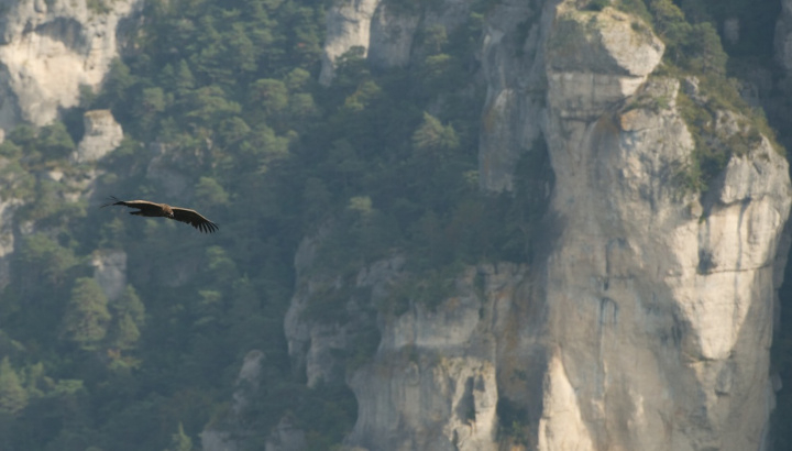 Vautour moine en vol au dessus des falaises