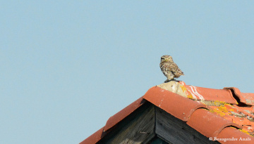 Chevêche d'Athéna^posée sur un toit en tuiles rouges