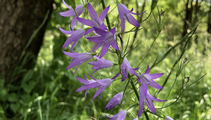 Campanule raiponce (Campanula rapunculus) © Nicolas Macaire / LPO