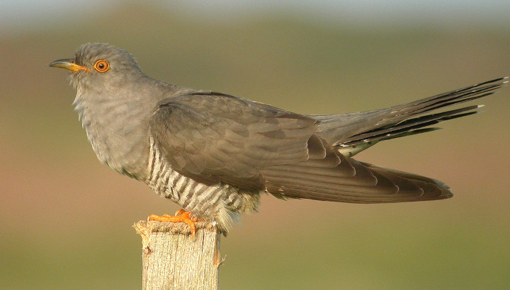 Coucou gris (Cuculus canorus) © Aurélien Audevard