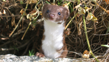 Belette d'Europe (Mustela nivalis) © Gilles Bentz