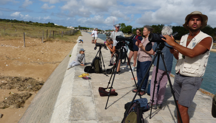 Point d'observation des oiseaux d'eau animé par les bénévoles de la réserve naturelle de Moëze-Oléron