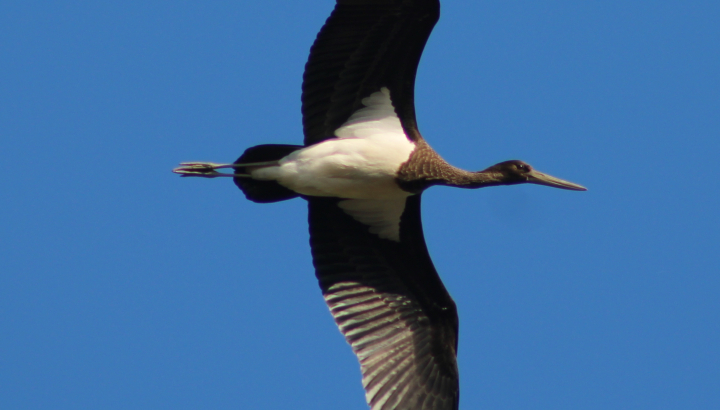 Cigogne noire , jeune de l'année © Florian Esco