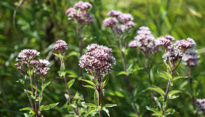 Eupatoire chanvrine (Eupatorium cannabinum) © Nicolas Macaire / LPO