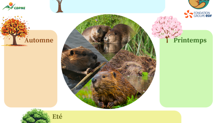 Jeu cycle de vie du castor