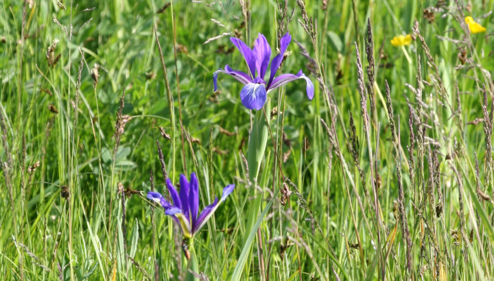 Iris maritime (Iris reichenbachiana) © Nicolas Macaire / LPO