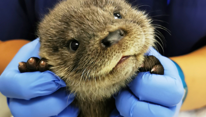 loutre en soins