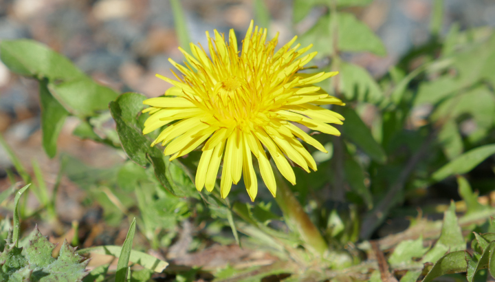 Pissenlit (Taraxacum sp.) © Nicolas Macaire / LPO