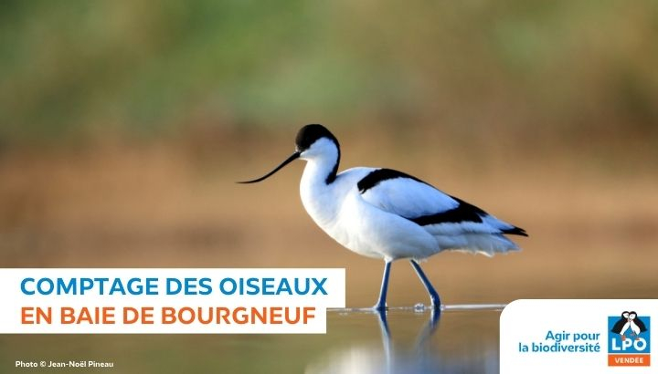Comptage des oiseaux en Baie de Bourgneuf