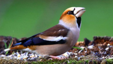 Grosbec casse-noyaux (Coccothraustes coccothraustes)